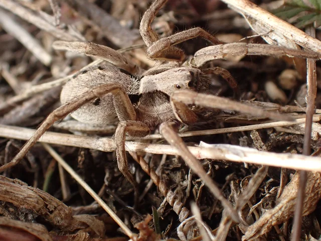 Alopecosa striatipes/mariae
