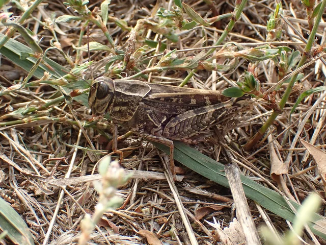 Calliptamus italicus - olaszsáska