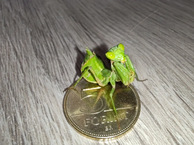 Ameles spallanzania - Spallanzani-törpemanó