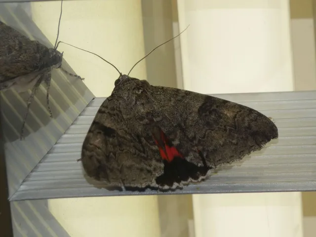Catocala nupta - piros övesbagoly