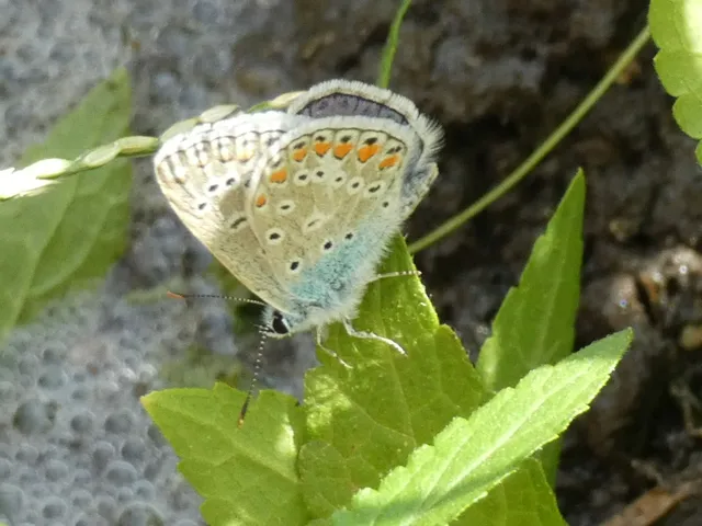 Polyommatus icarus - közönséges boglárka