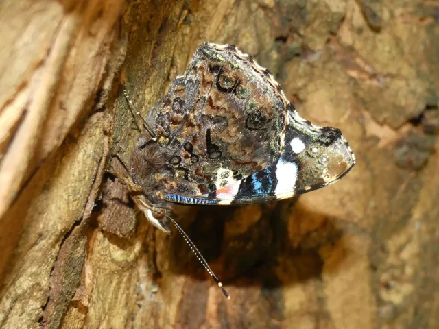 Vanessa atalanta - atalantalepke