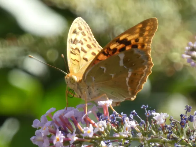 Argynnis pandora - zöldes gyöngyházlepke