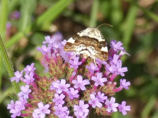 Acontia lucida - fehér nappalibagoly