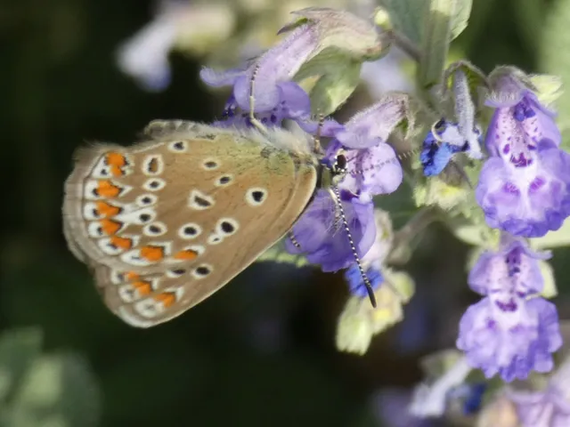 Polyommatus icarus - közönséges boglárka