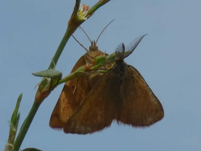 Lythria purpuraria - bíborsávos araszoló