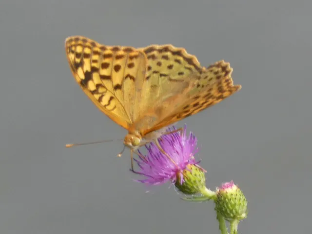Argynnis pandora - zöldes gyöngyházlepke