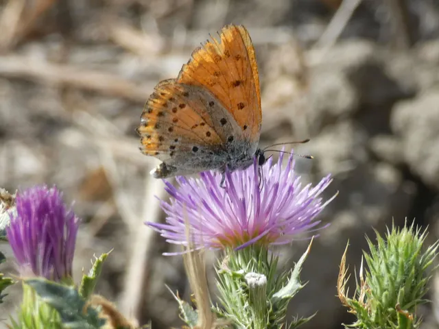 Lycaena thersamon - kis tűzlepke
