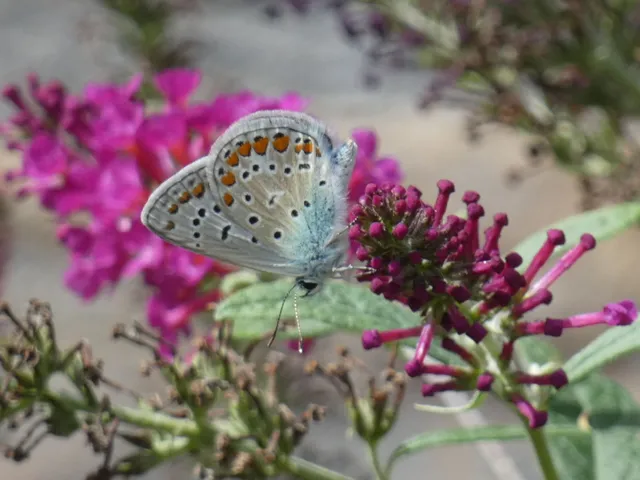 Polyommatus icarus - közönséges boglárka