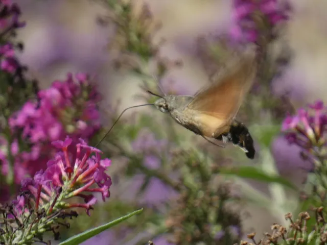 Macroglossum stellatarum - kacsafarkú szender