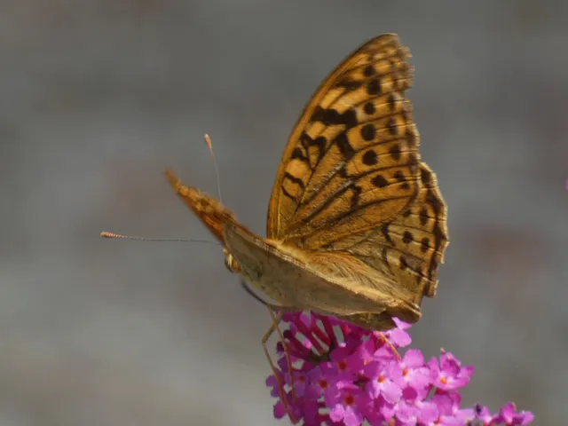 Argynnis pandora - zöldes gyöngyházlepke