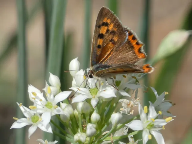 Lycaena phlaeas - közönséges tűzlepke