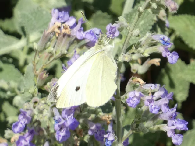 Pieris rapae - répalepke