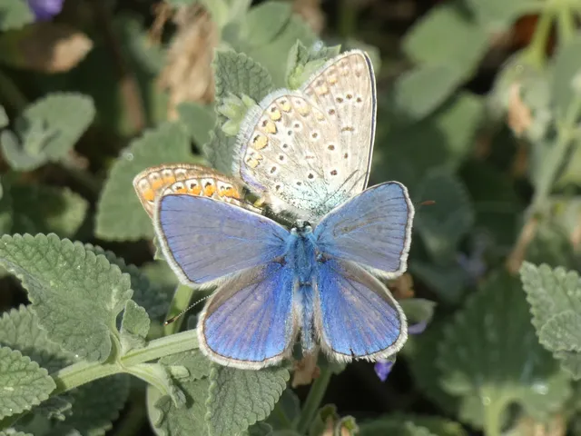 Polyommatus icarus - közönséges boglárka