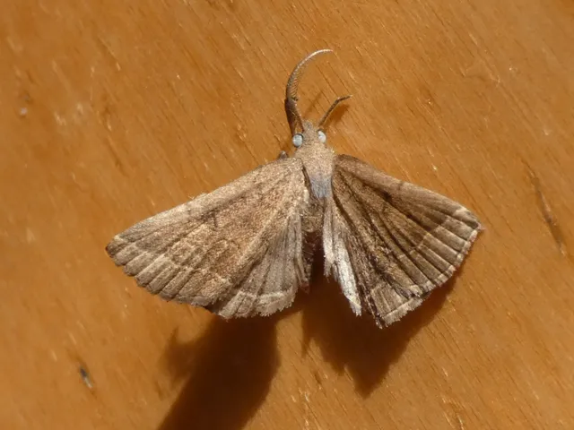 Pechipogo plumigeralis - tollascsápú karcsúbagoly