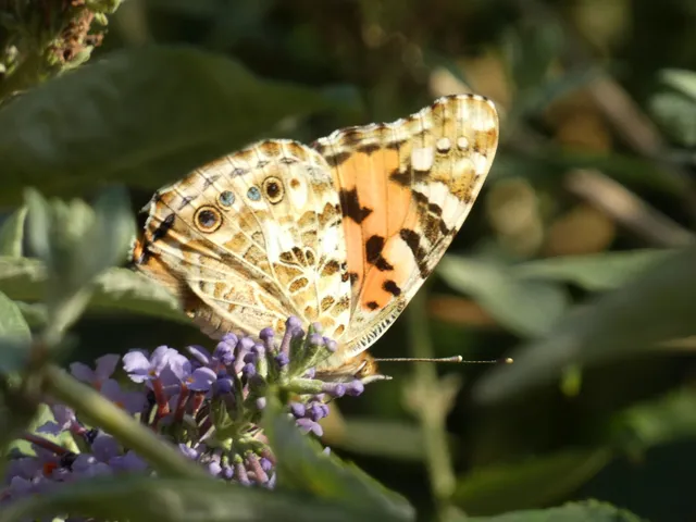 Vanessa cardui - bogáncslepke