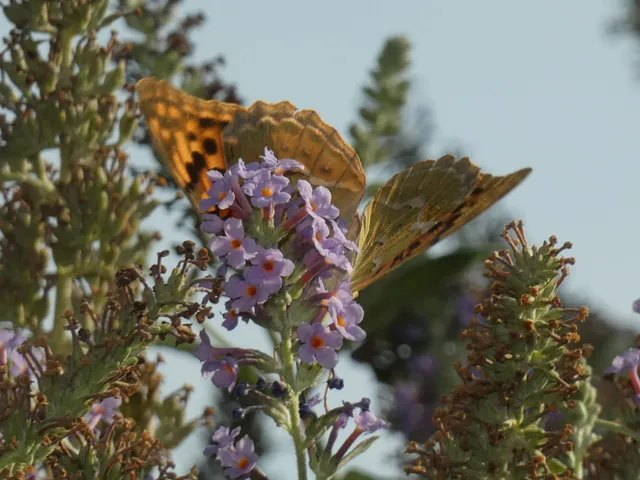 Argynnis pandora - zöldes gyöngyházlepke
