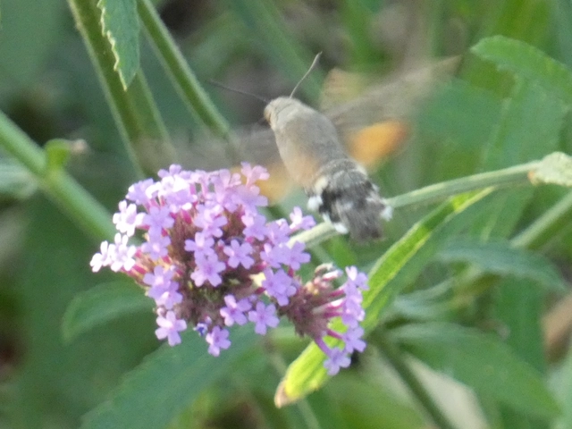 Macroglossum stellatarum - kacsafarkú szender