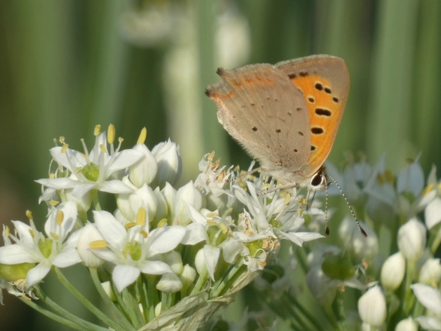 Lycaena phlaeas - közönséges tűzlepke