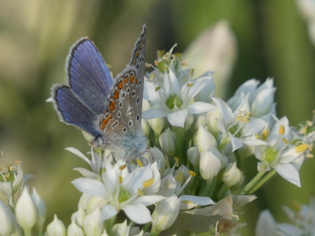 Polyommatus icarus - közönséges boglárka