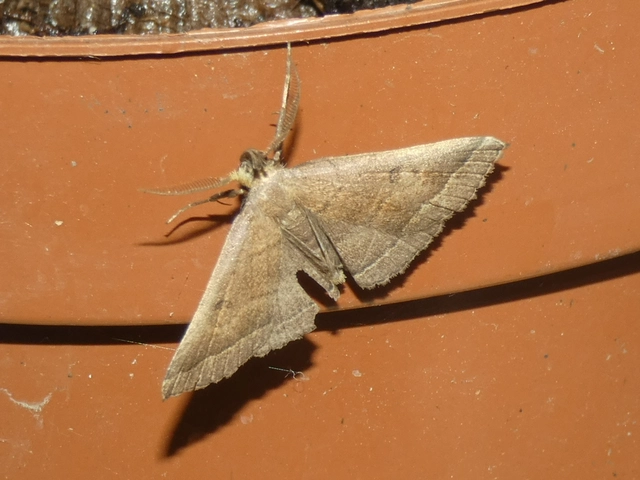 Pechipogo plumigeralis - tollascsápú karcsúbagoly