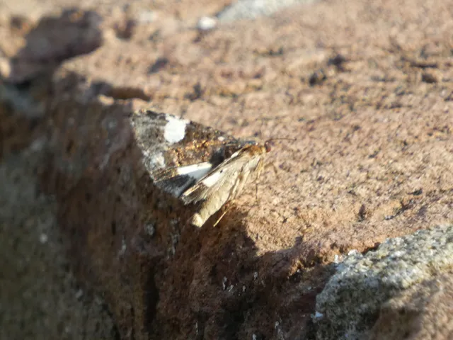 Tyta luctuosa - fekete nappalibagoly