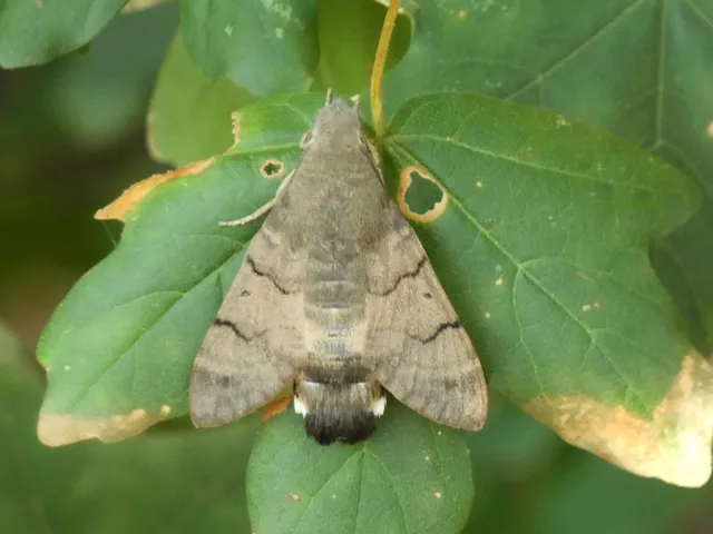 Macroglossum stellatarum - kacsafarkú szender