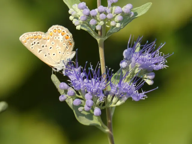 Polyommatus icarus - közönséges boglárka
