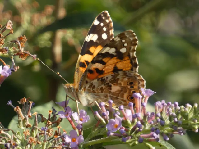 Vanessa cardui - bogáncslepke