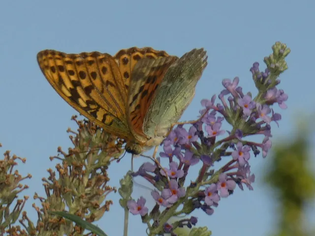 Argynnis pandora - zöldes gyöngyházlepke