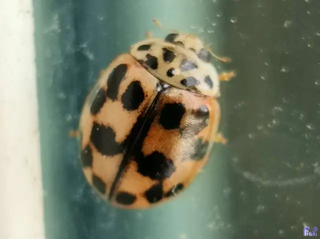 Oenopia conglobata - rózsás katica
