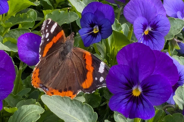 Vanessa atalanta - atalantalepke