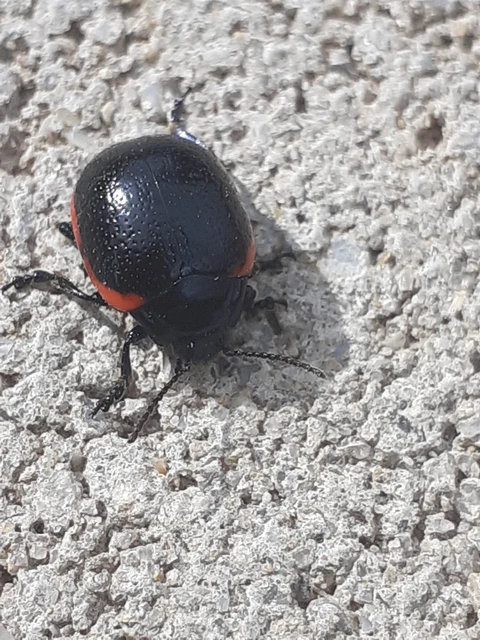Chrysolina rossia - trapézhátú szegélyeslevelész
