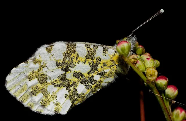 Anthocharis cardamines - hajnalpírlepke