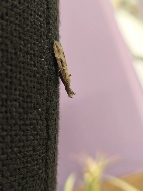 Hypena rostralis - közönséges karcsúbagoly