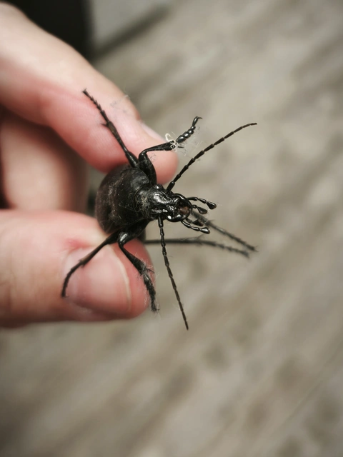 Carabus coriaceus - bőrfutrinka