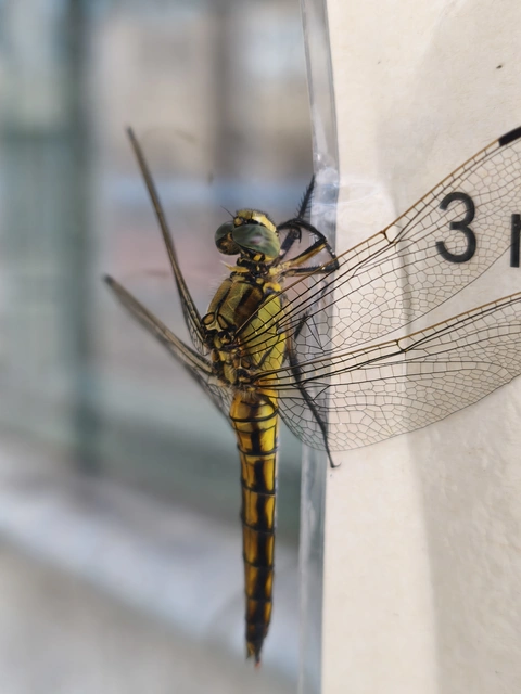 Orthetrum cancellatum - feketefarkú pásztorszitakötő