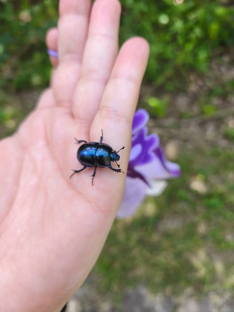 Trypocopris vernalis - tavaszi álganéjtúró