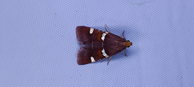 Pyralis regalis - pompás fényilonca