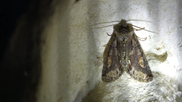 Allophyes oxyacanthae - galagonyabagoly