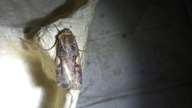 Xestia c-nigrum - c-betűs fűbagoly