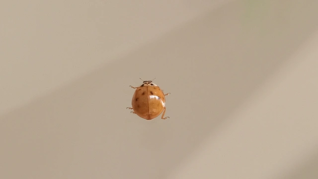 Harmonia axyridis - harlekinkatica