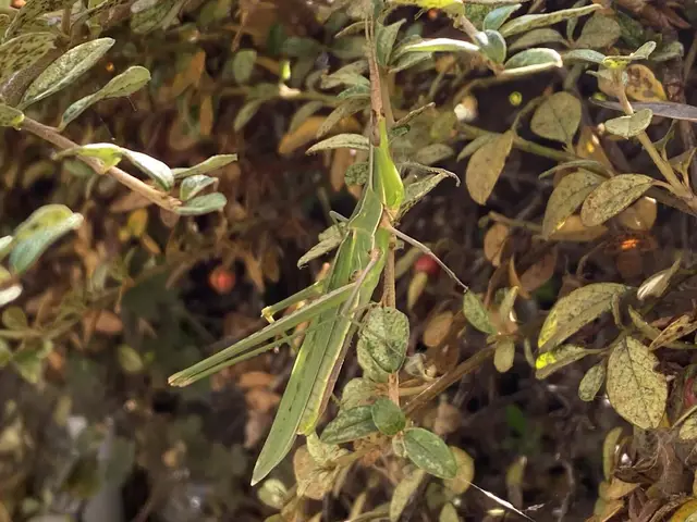 Acrida ungarica - sisakos sáska