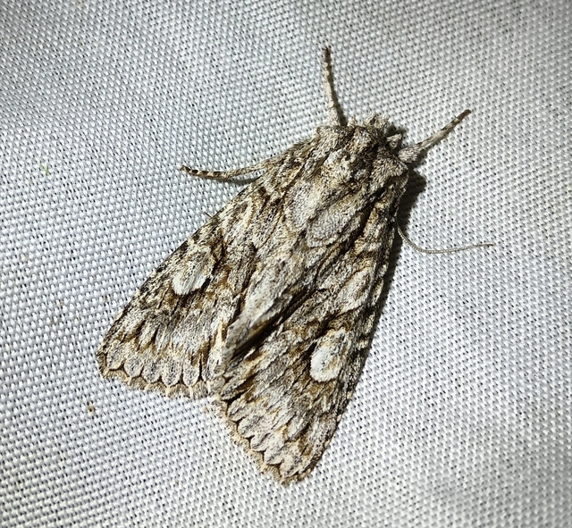 Meganephria bimaculosa - kétfoltos szilbagoly