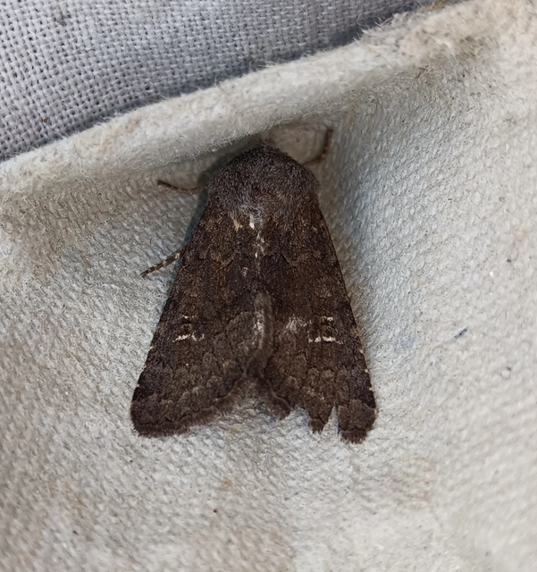 Aporophyla lutulenta - sziki őszibagoly