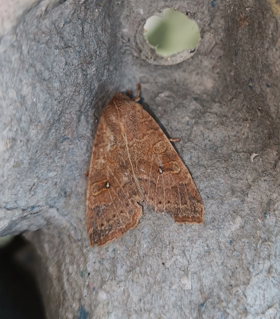 Cirrhia ocellaris - fakó sárgabagoly