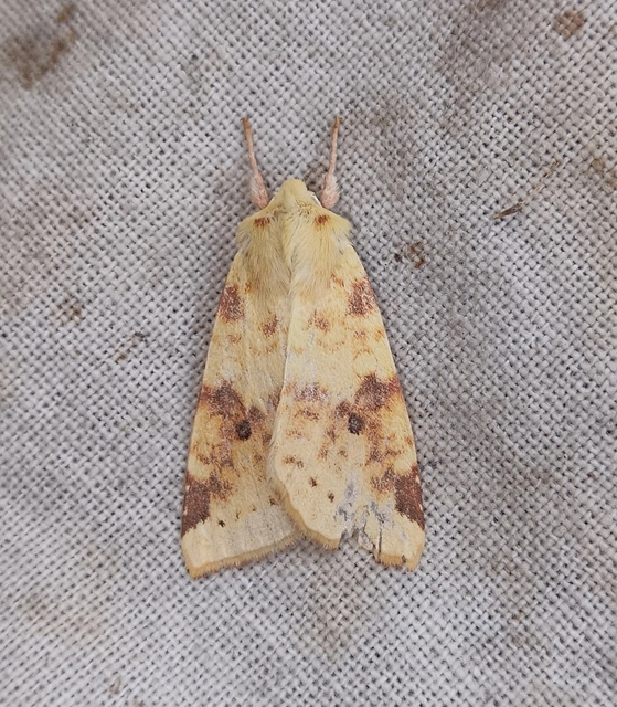 Cirrhia icteritia - nyárfa-sárgabagoly