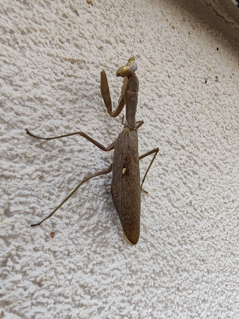Hierodula tenuidentata - óriás ázsiai imádkozósáska