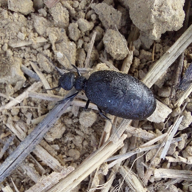 Meloe rugosus - ráncos nünüke