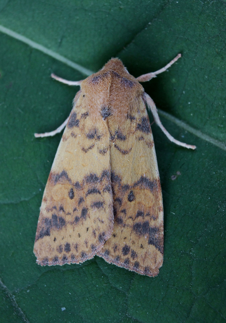 Cirrhia gilvago - foltos sárgabagoly